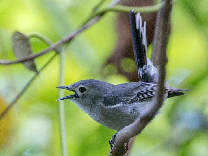 Slaty Monarch