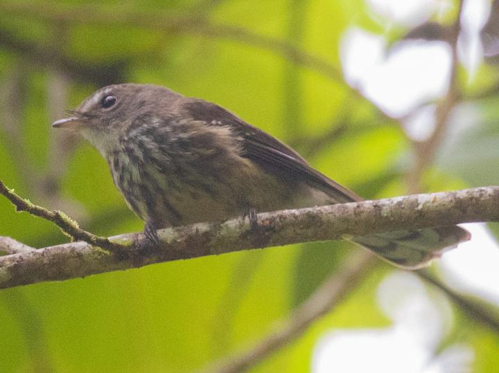 Fiji Streaked Fantail