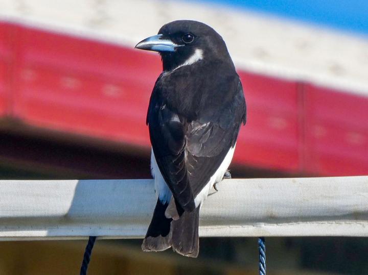 Fiji Woodswallow