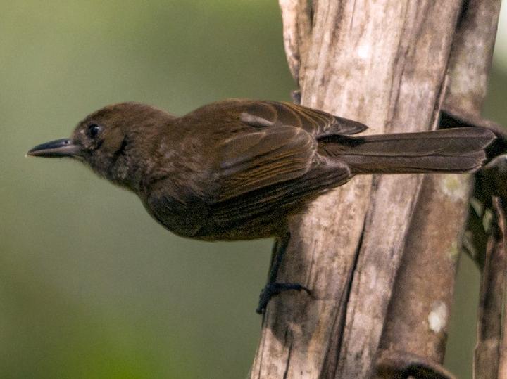 Fiji Shrikebill