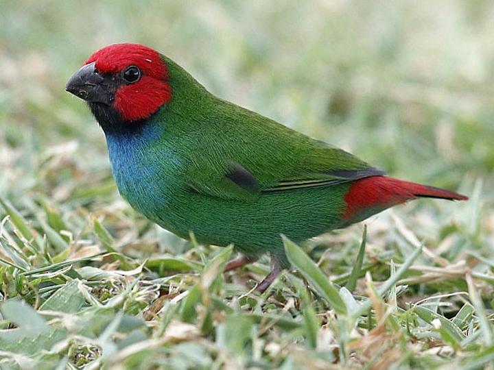Fiji Parrotfinch