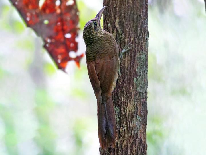 Amazonian Barred Woodcreeper
