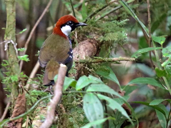 Spotted Jewel-babbler