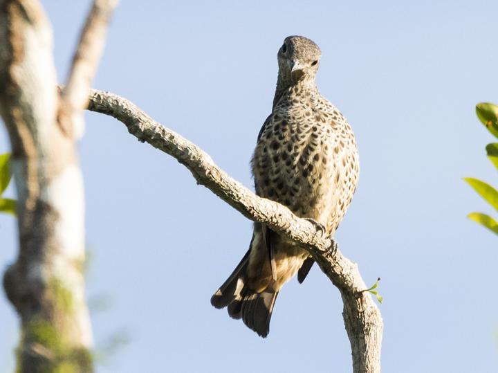 Banded Cotinga