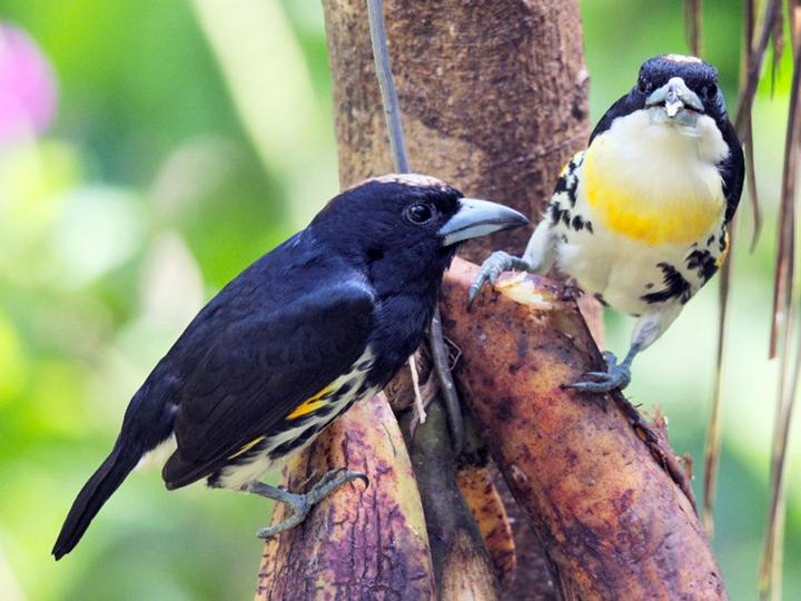 Spot-crowned Barbet