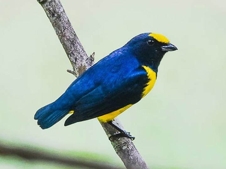 Spot-crowned Euphonia