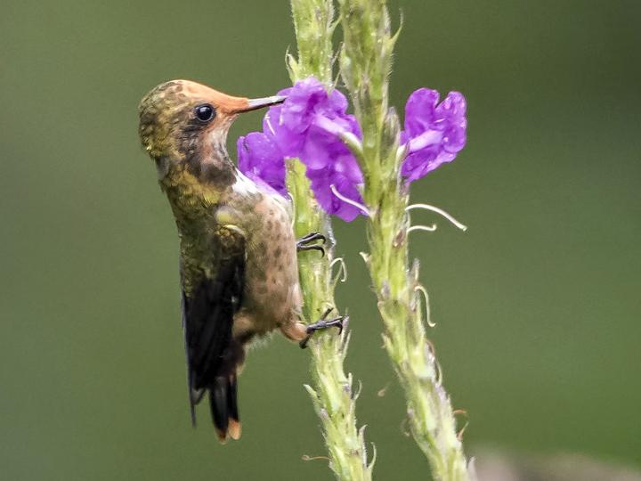 Spangled Coquette