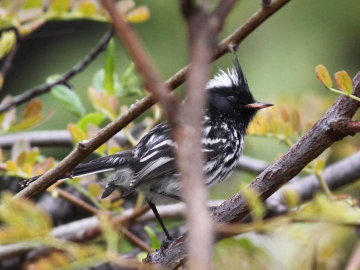 Pied-crested Tit-Tyrant
