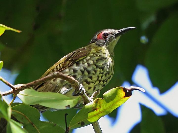 Spotted Honeyeater