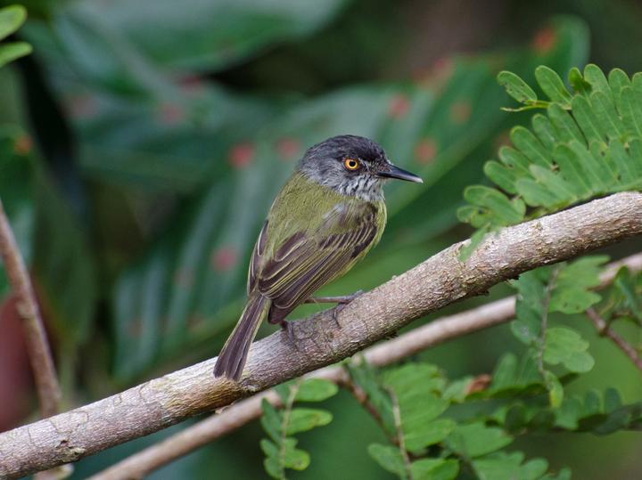 Spotted Tody-Flycatcher