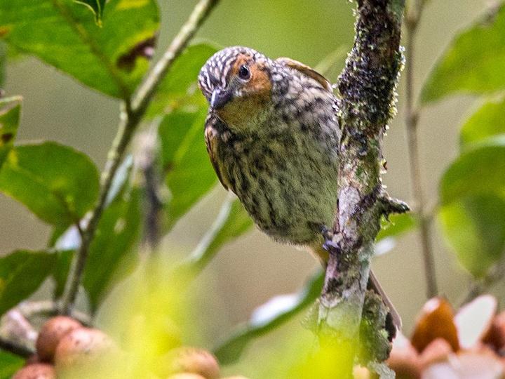 Mottled Berryhunter