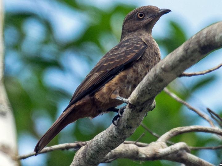 Plum-throated Cotinga