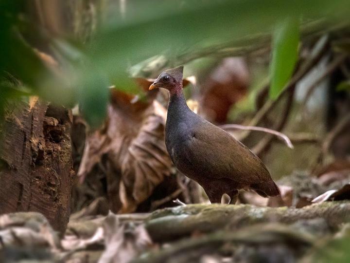 New Guinea Scrubfowl