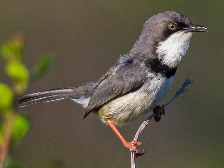Bar-throated Apalis
