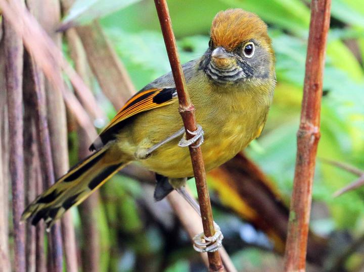 Bar-throated Minla