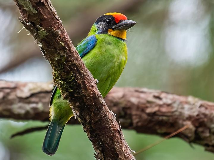 Necklaced Barbet