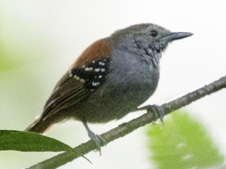 Rufous-backed Stipplethroat