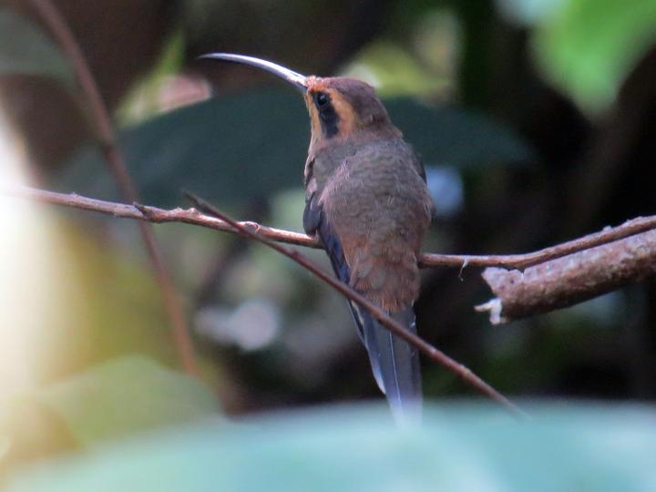 Streak-throated Hermit