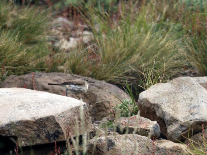 Spot-billed Ground Tyrant