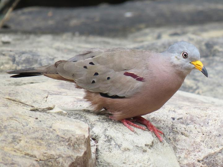 Croaking Ground Dove