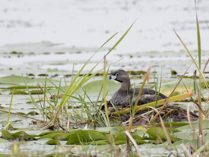Pied-billed Grebe