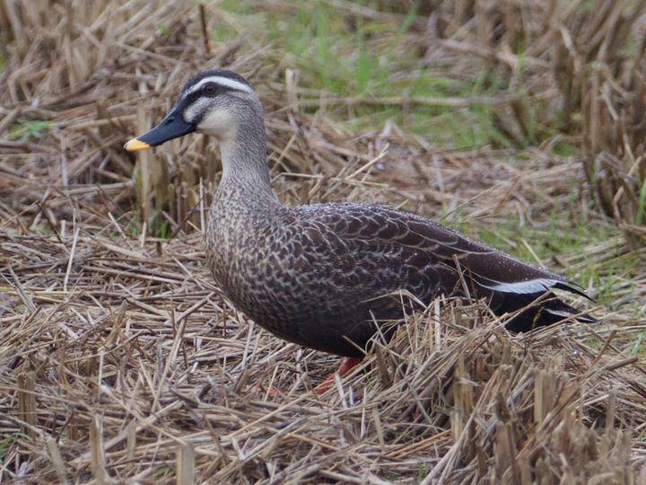 Eastern Spot-billed Duck