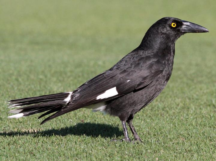 Pied Currawong