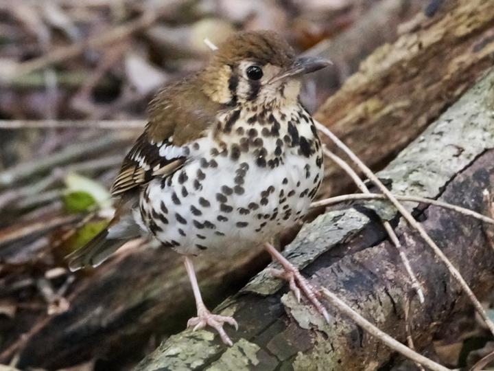 Spotted Ground Thrush