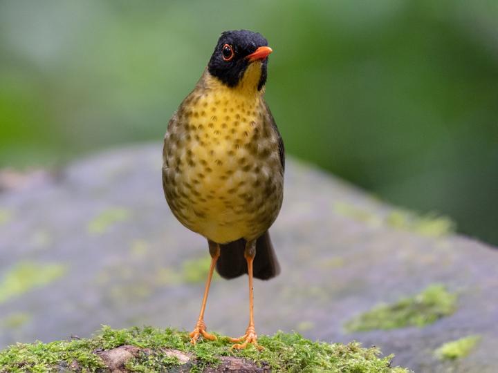 Yellow-throated Nightingale-Thrush