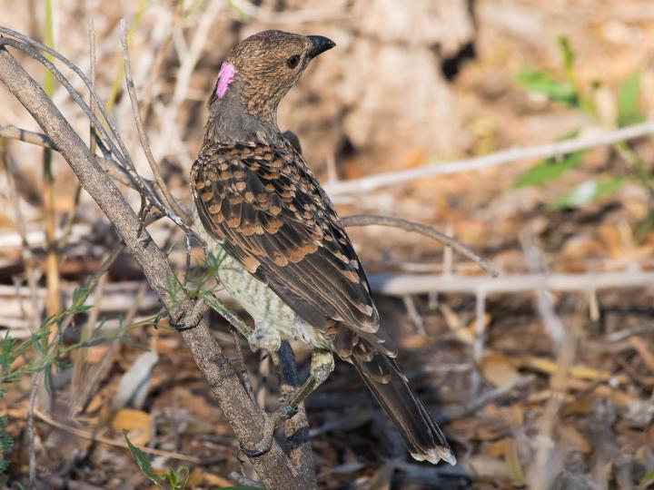 Spotted Bowerbird