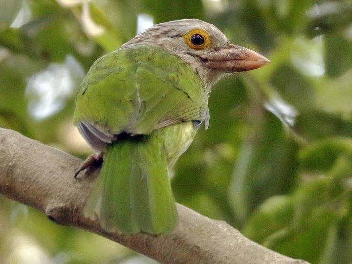 Lineated Barbet