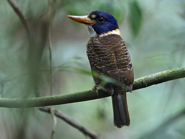 Scaly-breasted Kingfisher