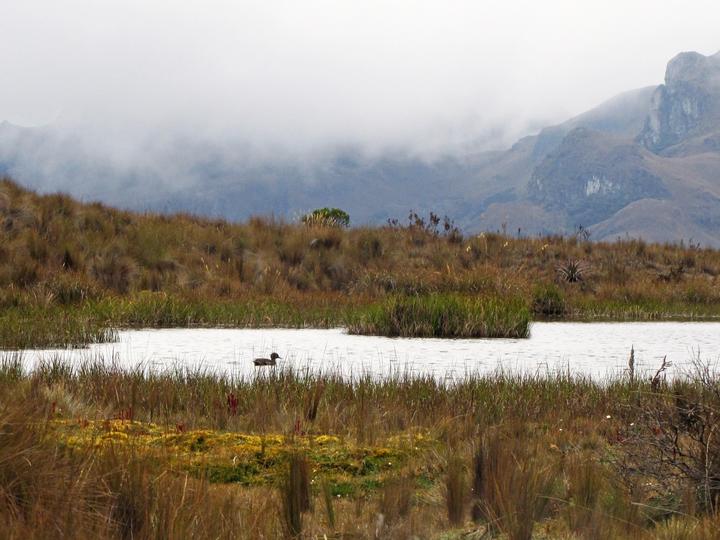 Andean Teal