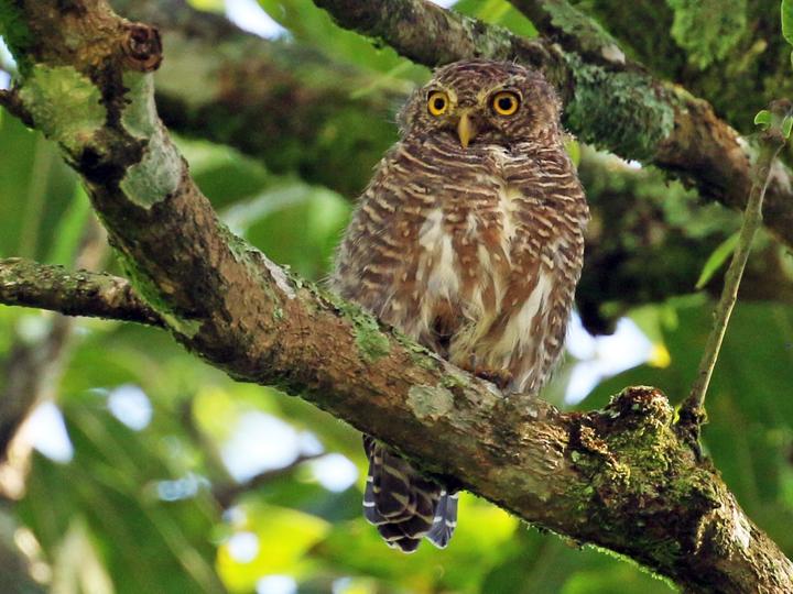 Asian Barred Owlet