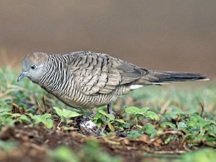 Zebra Dove