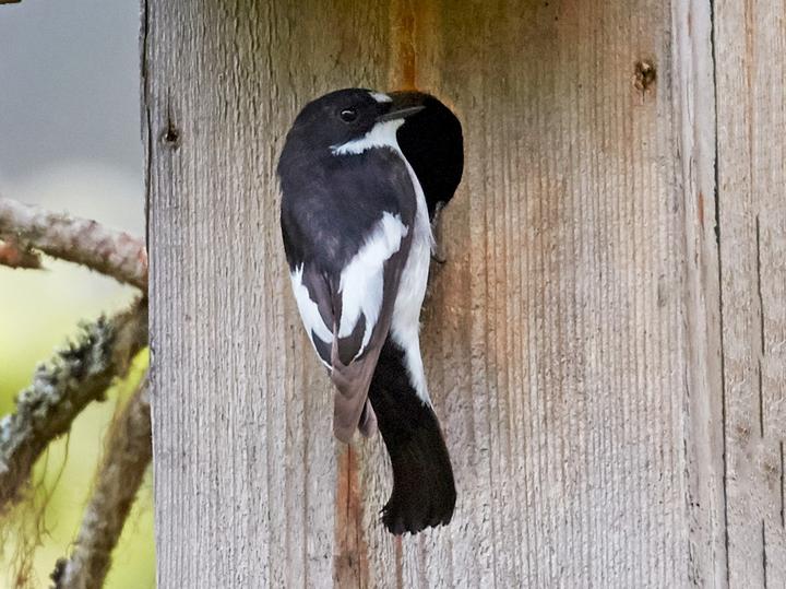 European Pied Flycatcher