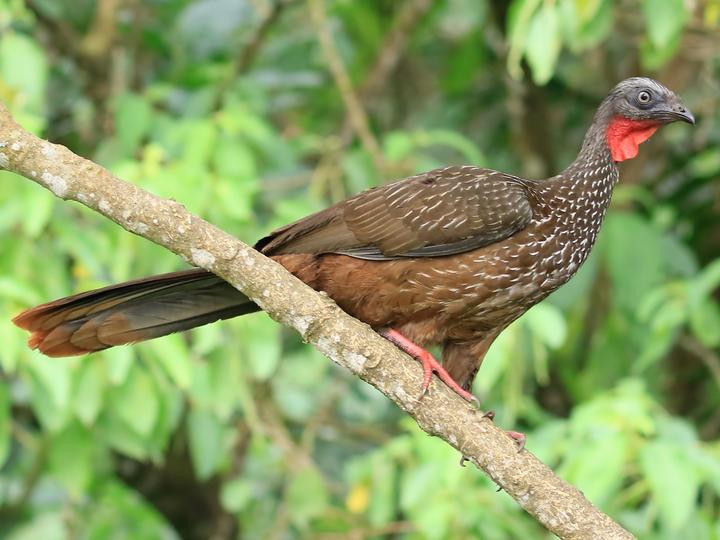Band-tailed Guan