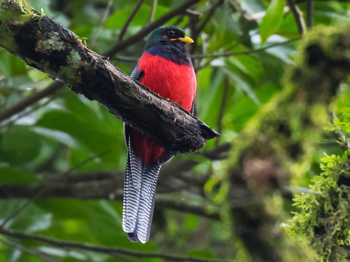 Bar-tailed Trogon