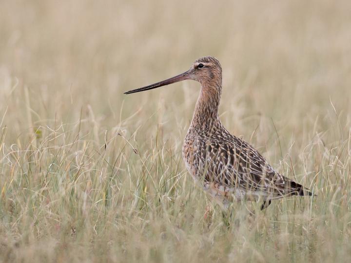 Bar-tailed Godwit