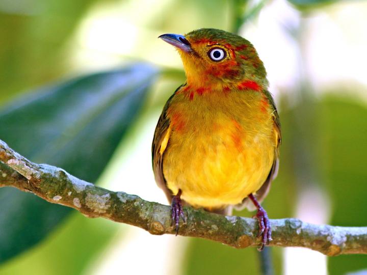 Band-tailed Manakin