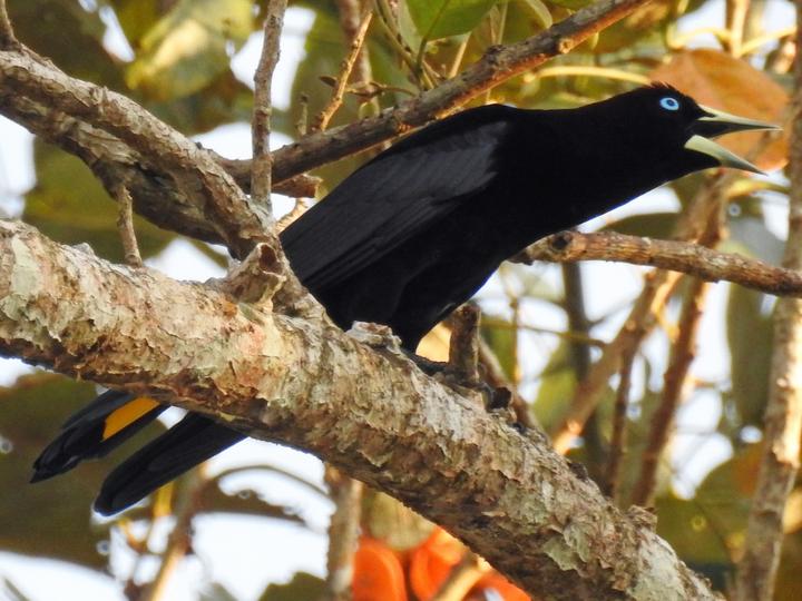 Band-tailed Cacique