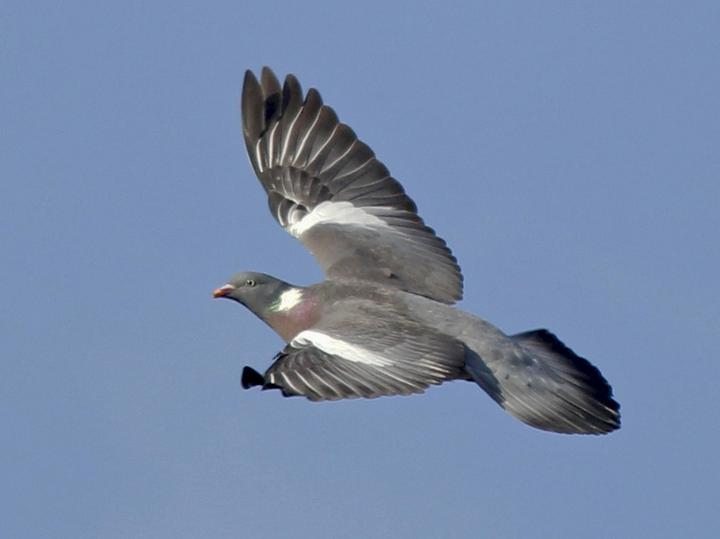 Common Wood Pigeon