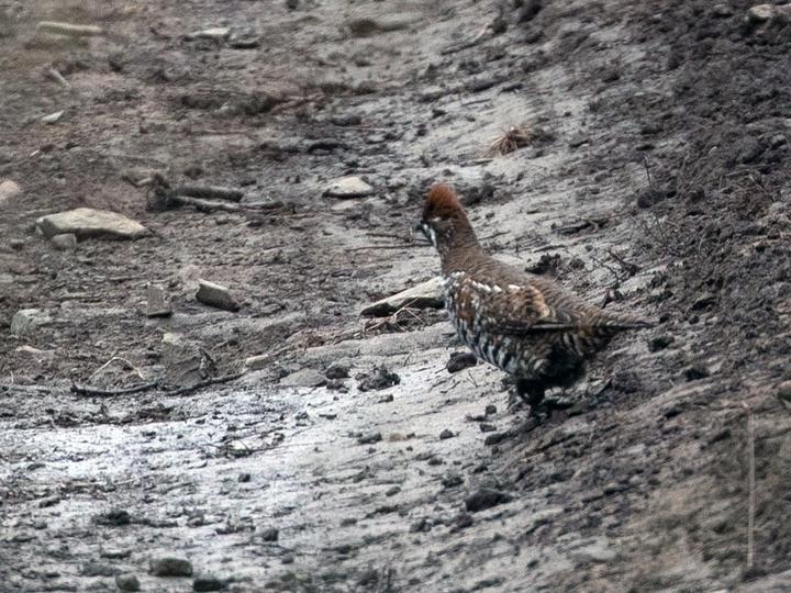 Chinese Grouse