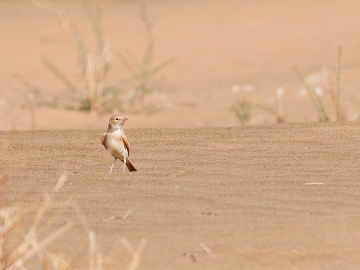 Bar-tailed Lark