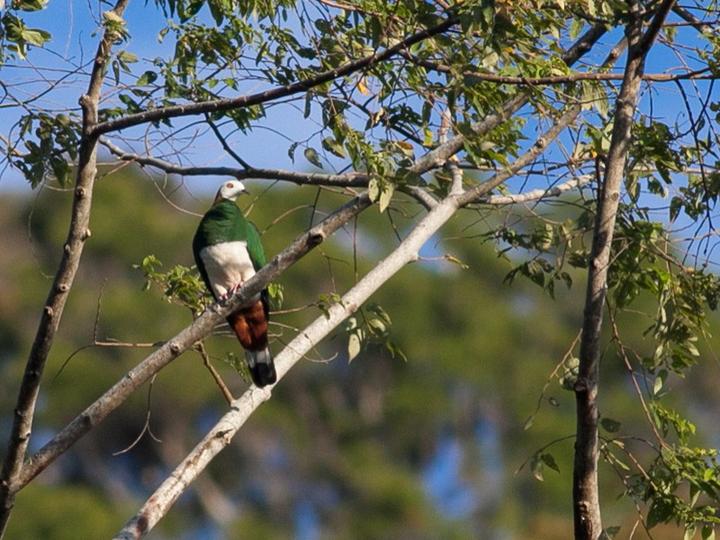 White-bellied Imperial Pigeon