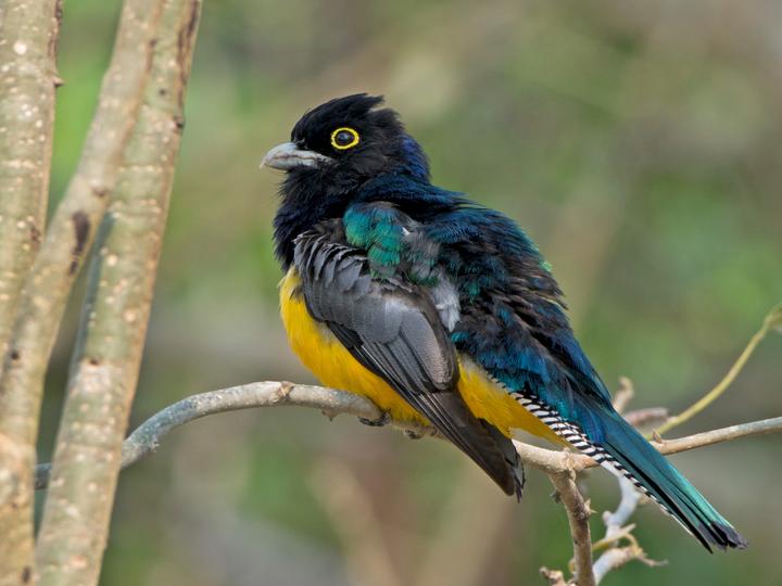 Gartered Trogon