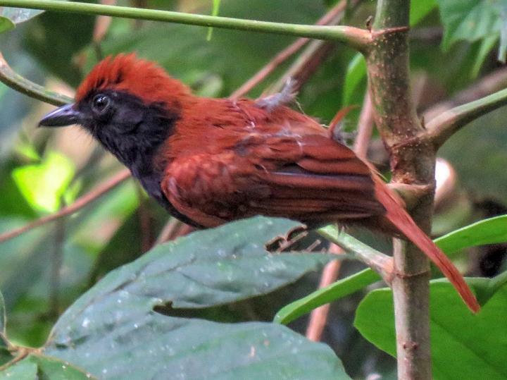 Band-tailed Antshrike