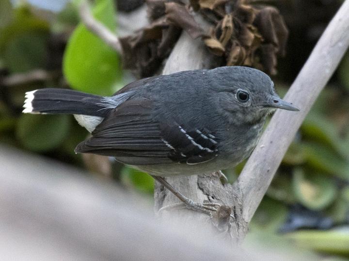 Band-tailed Antbird