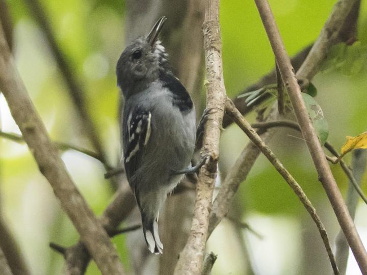 Band-tailed Antwren