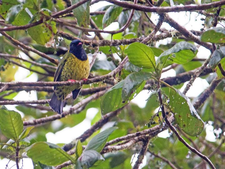 Band-tailed Fruiteater